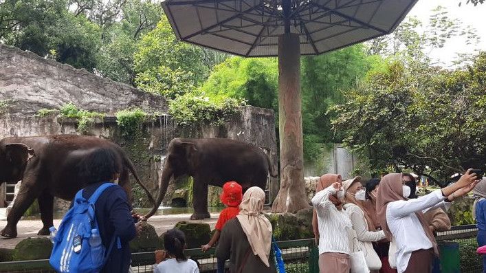 Taman Margasatwa Ragunan Jakarta Ajukan Anggaran Beautifikasi Kandang Rp130 Miliar