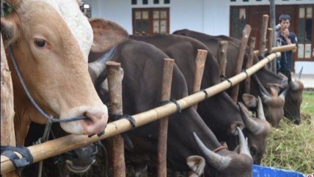 Pertama di Banten, Puluhan Sapi di Kabupaten Tangerang Diduga Terjangkit Penyakit LSD