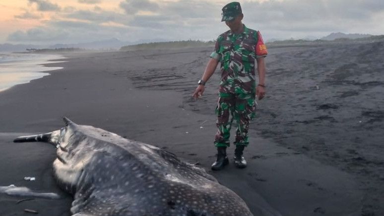 Hiu Paus Tutul Seberat 700 Kilogram Ditemukan Mati di Pantai Lumajang Jawa Timur
