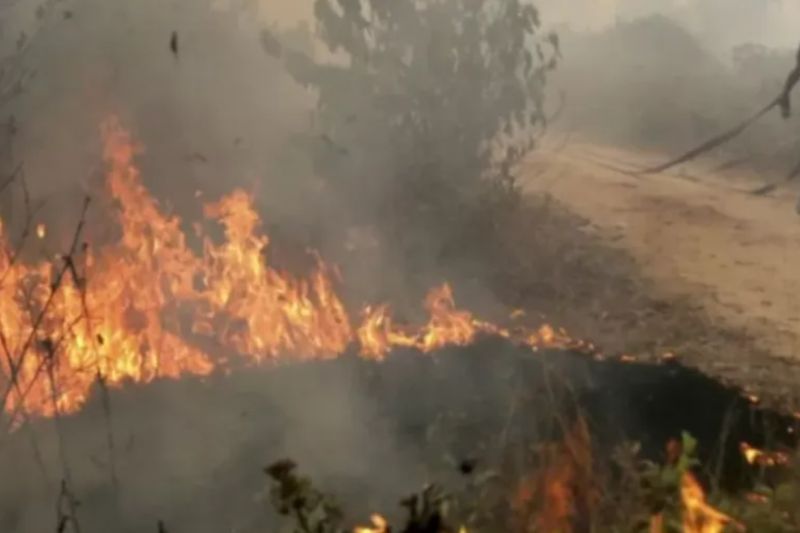 Warga NTT Diminta Waspada Karhutla hingga Pohon Tumbang Dampak Angin Kencang