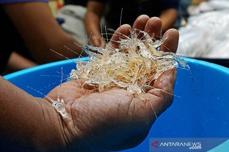 KKP Hentikan Ekspor Benih Lobster Usai Edhy Prabowo Jadi Tersangka
