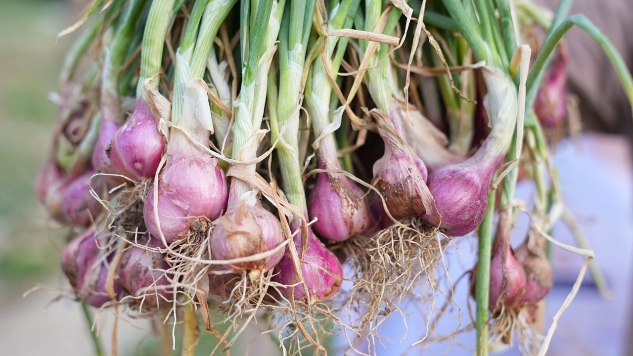 Pemprov Sulsel Siap Bantu Sumur Bor untuk Petani Bawang Enrekang