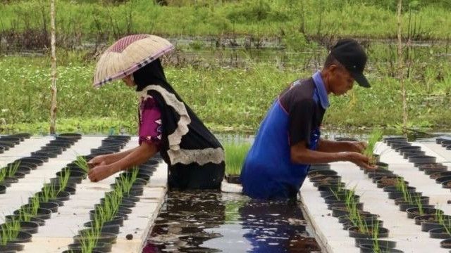 Cegah Kekeringan dan Gagal Panen, BRIN Minta Petani Kebut Proses Panen