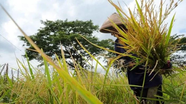 Petani Senang Tanam Padi Srinuk yang Dipopulerkan Ganjar Pranowo