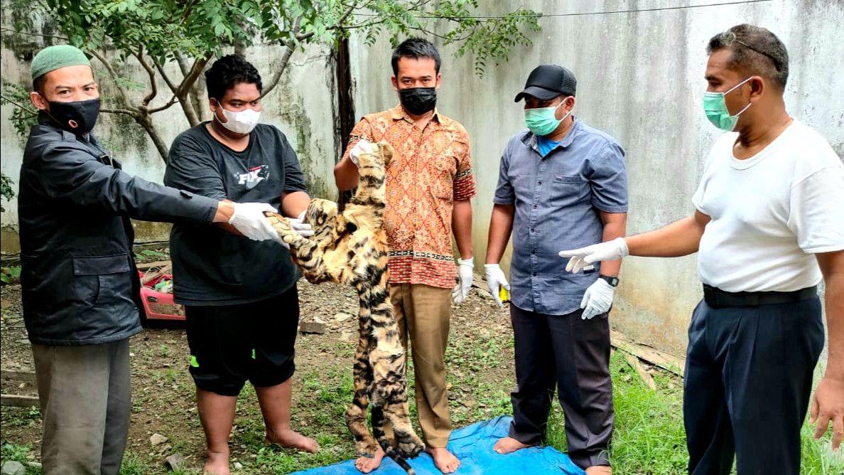 Penampakan Kulit Harimau Dijual Rp70 Juta di Aceh, 3 Pelaku Ditangkap