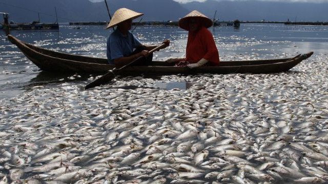 Ratusan Ton Ikan Nila dan Mas Mati Mendadak di Danau Maninjau, Ini Sebabnya