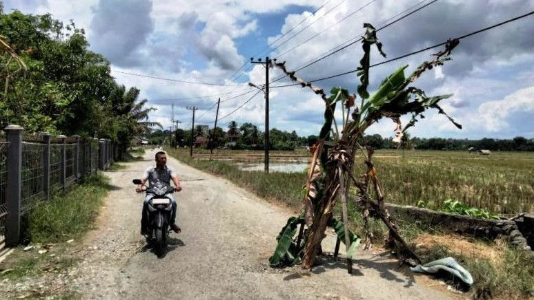 Tak Kunjung Diaspal, Jalan di Aceh Ditanami Pohon Pisang
