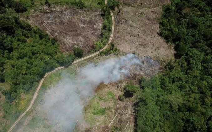 Simsalabim! Pemerintah Bakal Sulap 20 Hektare Hutan Jadi Lahan Pangan dan Energi