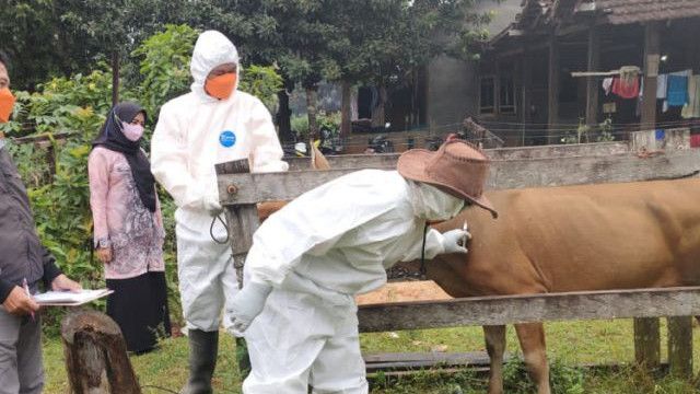 Sempat Terinfeksi, Hampir 200 RIbu Hewan Ternak di Indonesia Belum Sembuh dari PMK
