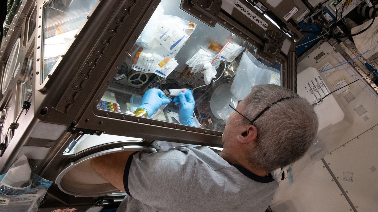 NASA Coba Pecahkan Misteri Tubuh Astronot dengan Bawa Cumi-cumi ke Luar Angkasa