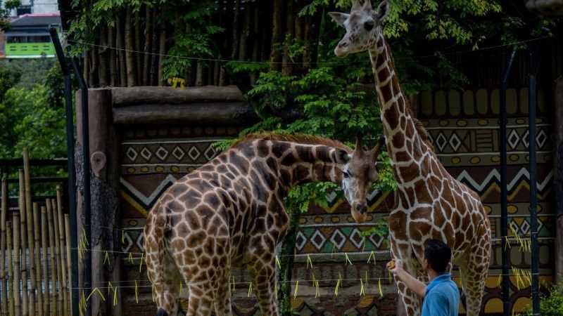 Berutang Belasan Miliar, Kebun Binatang Bandung Terancam Disegel