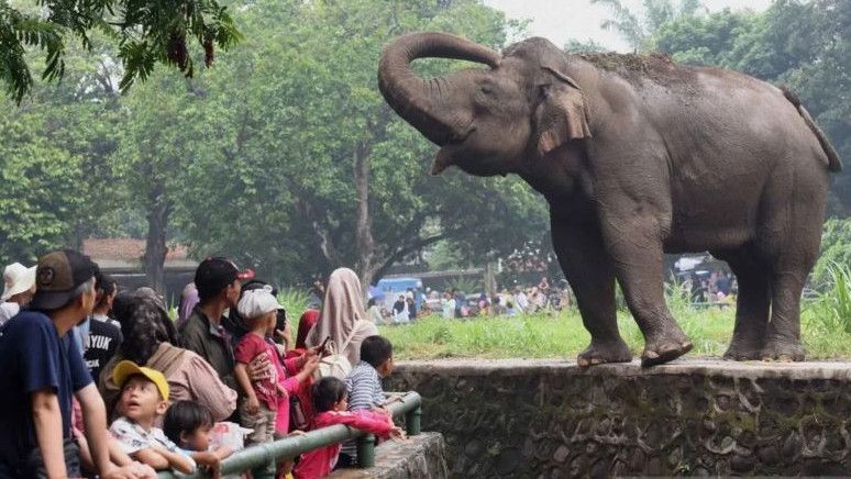 Dikritik Para Pengunjung, Warga Diimbau Tak Boleh Merorok di Kawasan Margasatwa Ragunan