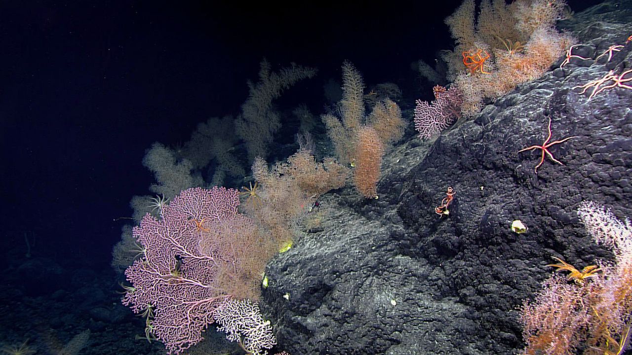 LIPI Temukan 5 Spesies Binatang Laut Baru di Selat Sunda, Apa Saja?
