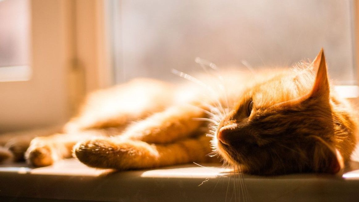 Viral Diduga Bapak Kos Makan Kucing, Klaim untuk Obati Diabetes