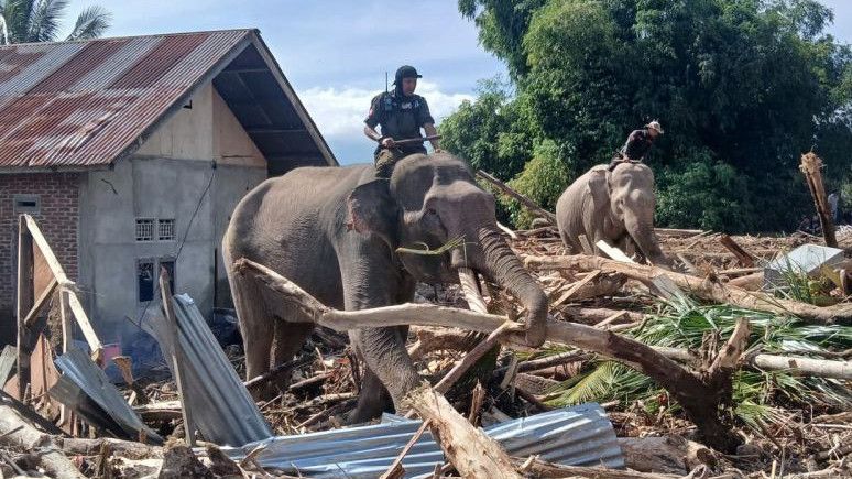 Kondisi Terkini Empat Gajah yang Bantu Bersihkan Kayu di Sumatra