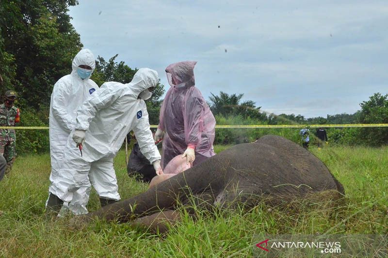 Lima Pelaku Pembunuhan Gajah Ditangkap, Gajah Diracun dan Diambil Gadingnya