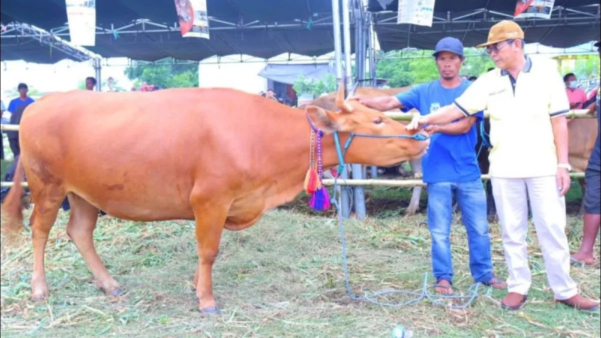 Dompu NTB Kirim 12 Ribu Sapi Keluar Daerah untuk Idul Adha 2025