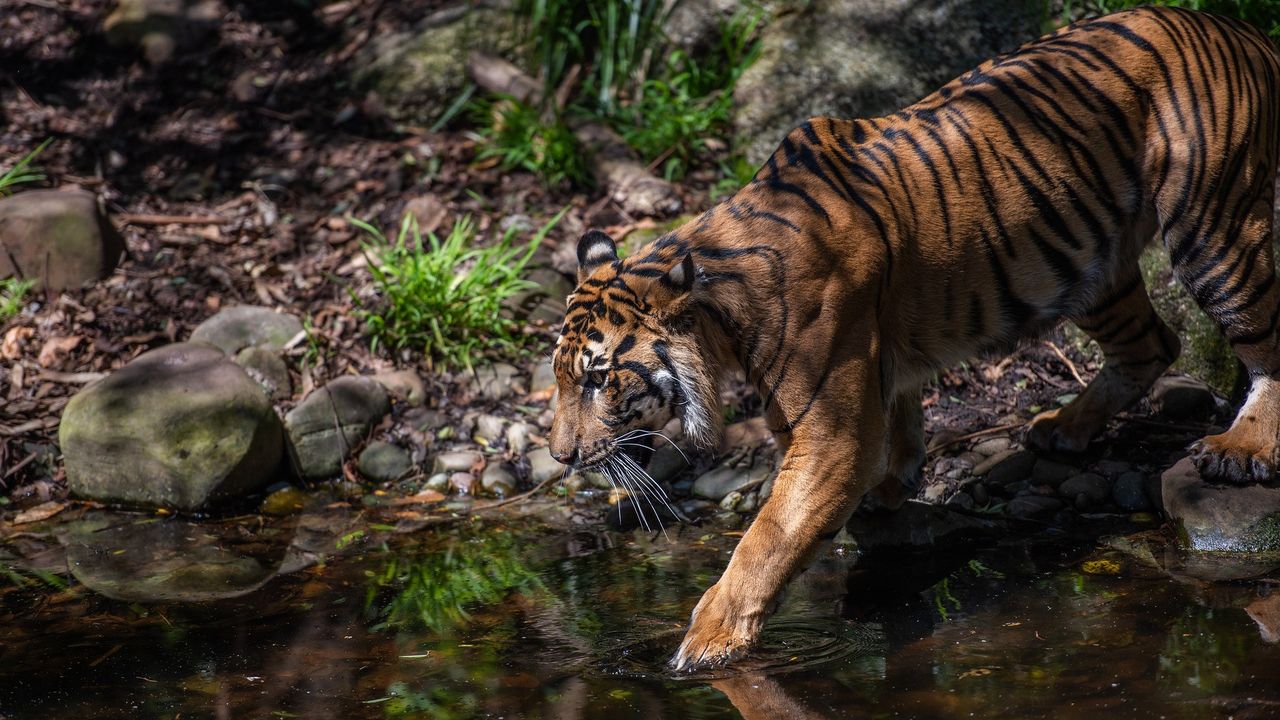 Aktivitas Induk dan Tiga Anak Harimau Sumatera Terekam Kamera Trap di TNBT
