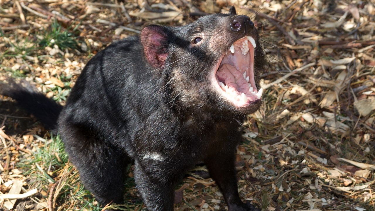 Setelah 3.000 Tahun, Tasmania Devil Akhirnya Dilepas ke Alam Liar Australia