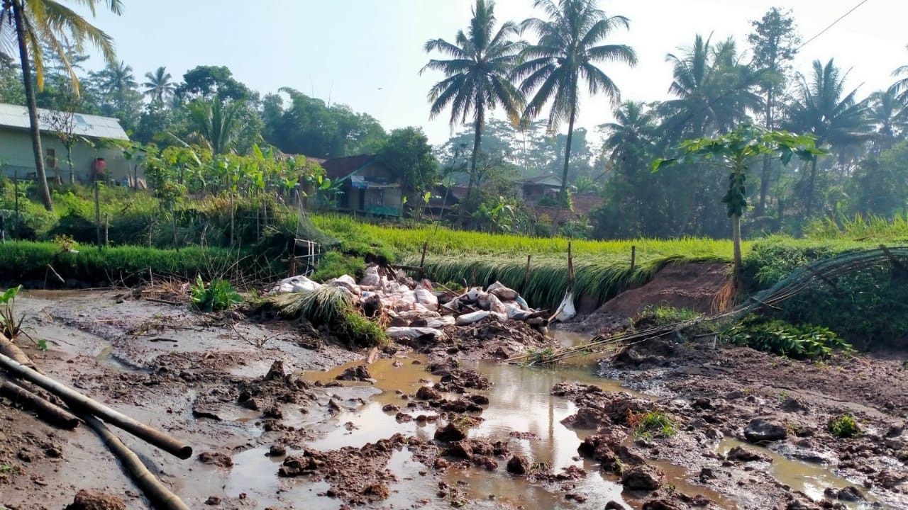 Petani di Bandung Barat Gagal Panen Gegara Sawah Terendam Banjir