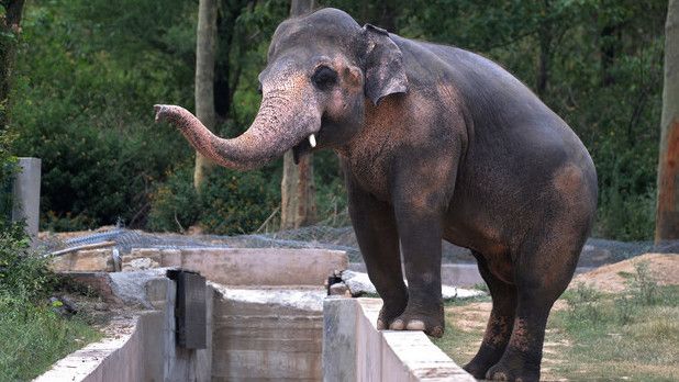 Kawanan Gajah Rusak Dua Rumah Warga di Suoh Lampung Barat