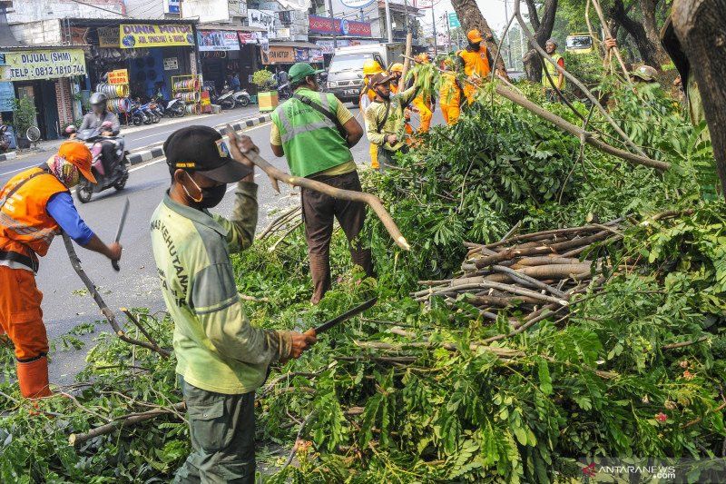 Selain Tebang, Pemerintah Pangkas 6.000 Pohon di Jakarta Pusat