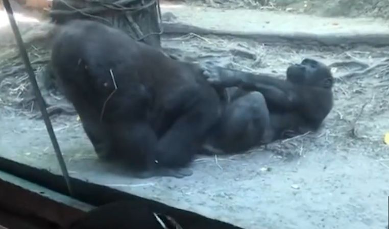 Viral! Sepasang Gorila Lakukan Oral Seks di Hadapan Pengunjung Kebun Binatang