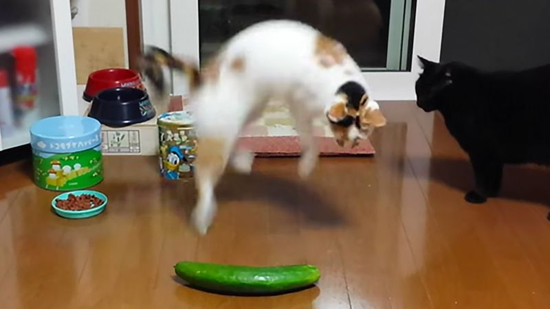 Video Kucing Takut Timun Benarkah Kucing Takut pada Timun? - ERA.ID