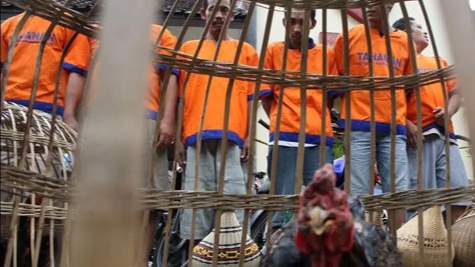 58 Orang Ditetapkan Jadi Tersangka Kasus Judi Sabung Ayam di Bekasi