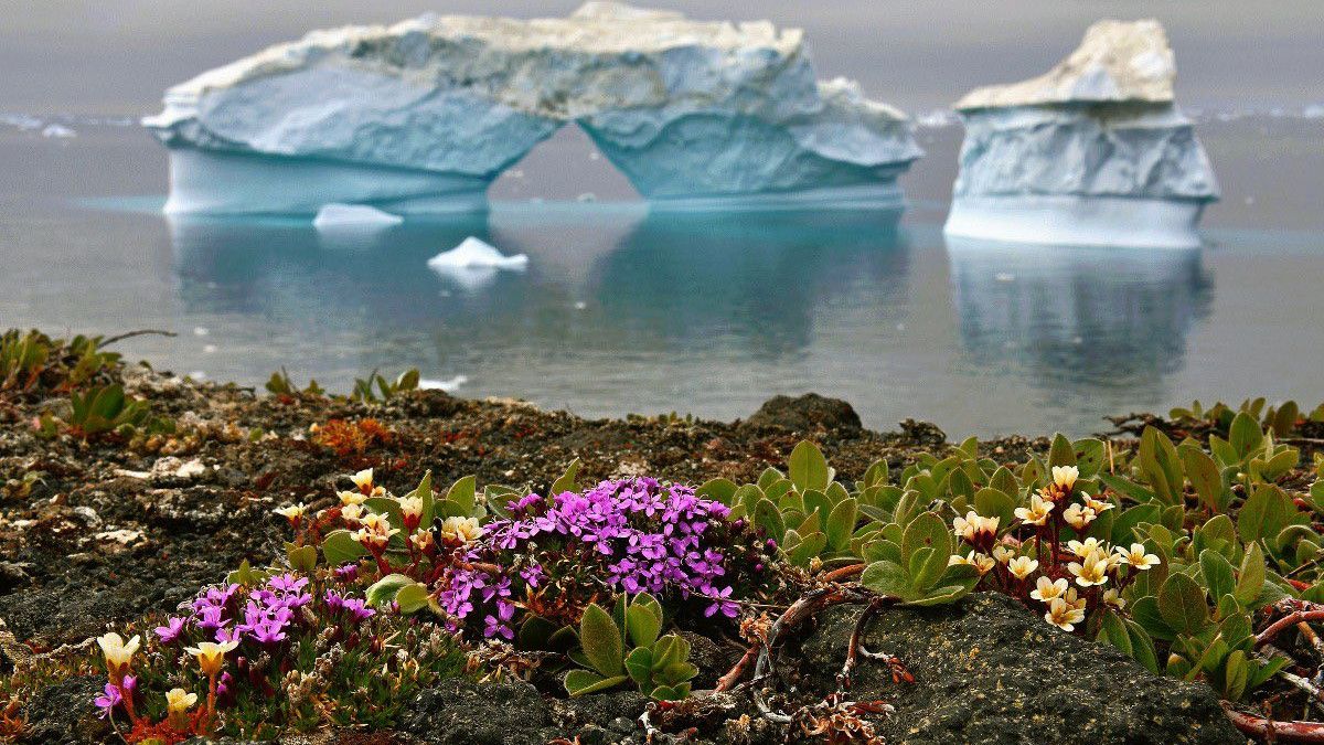 Fenomena Bunga Mekar di Antartika, Tanda Bumi Sedang Tidak Baik-Baik Saja