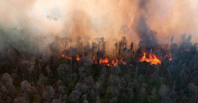 Riau Cabut Status Siaga Darurat Kebakaran Hutan