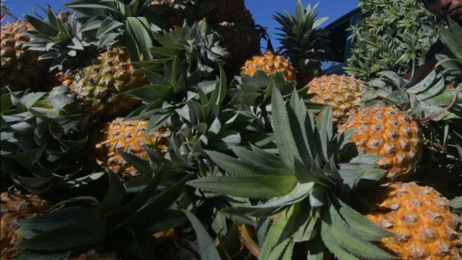 Kejati Geledah Kantor Dinas Tanaman Pangan Sulsel, Endus Aroma Korupsi Bibit Nanas Rp60 Miliar