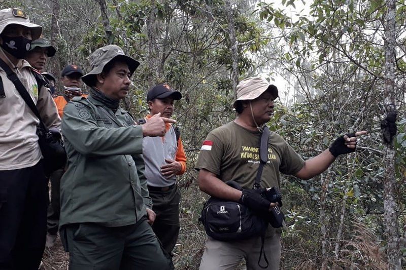 Seekor Lutung Mati Kehilangan Daging di Pohon, Siapa Pembunuhnya?