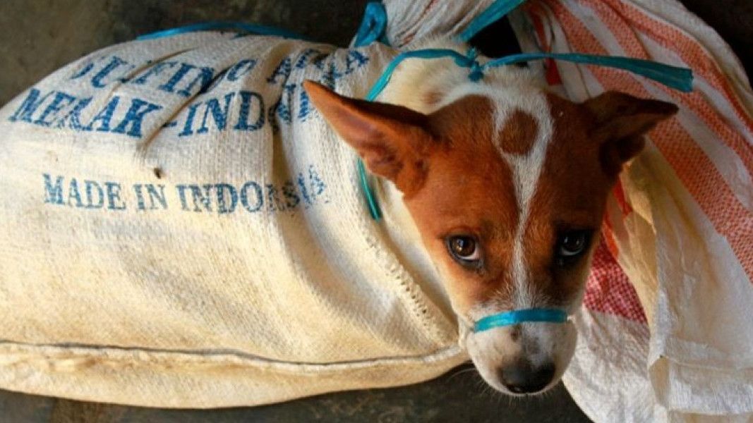 Wali Kota Gibran Diminta Larang Perdagangan Daging Anjing di Solo
