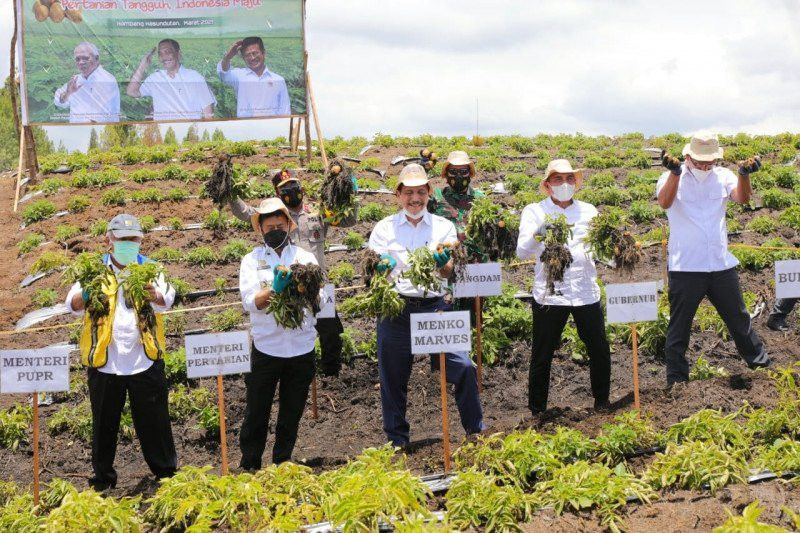 Panen Perdana di Food Estate Humbang Hasundutan, Luhut Klaim 70 Persen Hasilnya Bagus