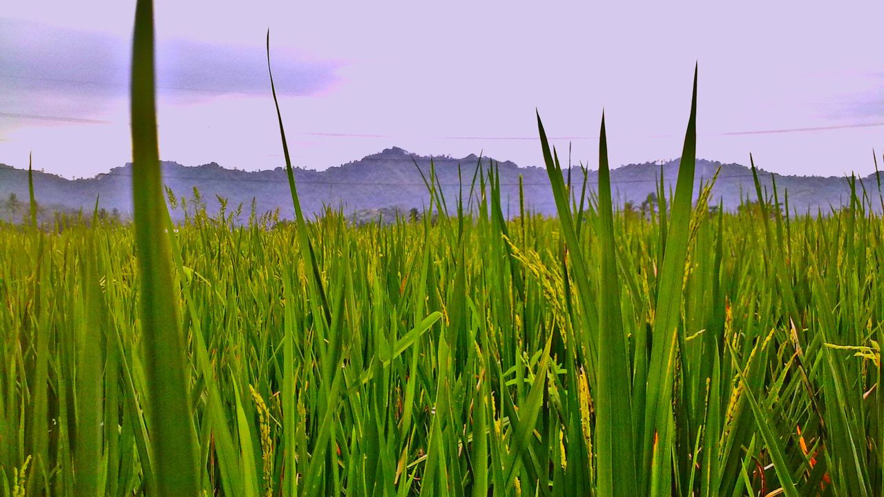 Pemprov Sulsel Siapkan Jutaan Benih Gratis untuk Petani, Demi Swasembada Pangan