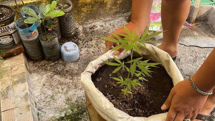 Buruh Bangunan di Mataram Tanam Ganja di Karung Semen, Dipamer Depan Rumah