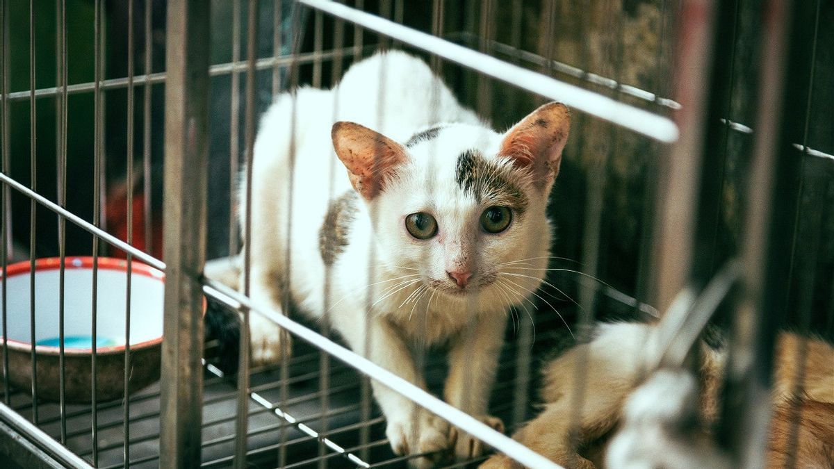 Mengapa Tidak Boleh Makan Daging Kucing? Ternyata Ini Alasannya