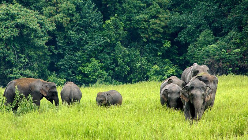 Gajah Liar Serang Wisatawan di Thailand, Satu Orang Tewas