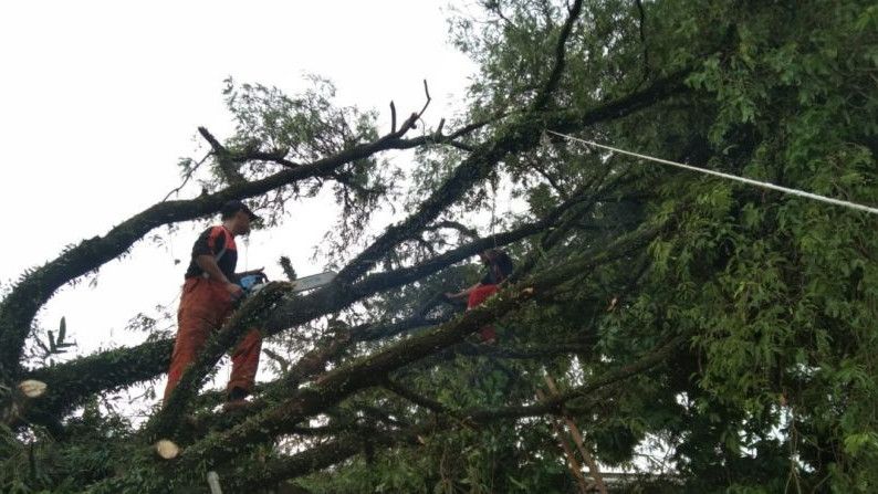 Penampakan Pohon Tumbang Timpa 3 Rumah di Tangerang Akibat Hujan Deras
