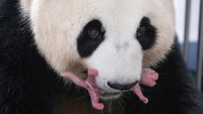 Pertama dalam Sejarah, Panda Raksasa di Korea Selatan Lahirkan Anak Kembar