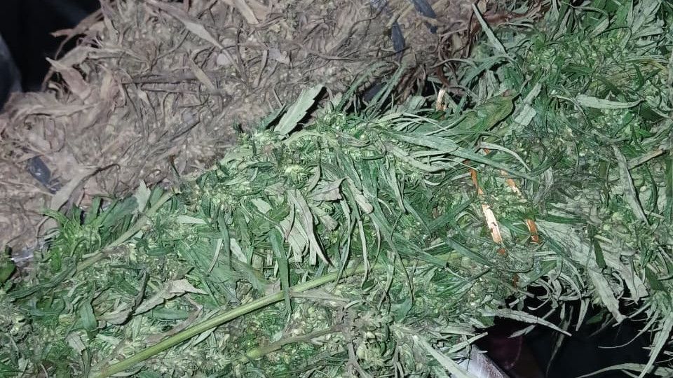 Ladang Ganja di Aceh yang Kemarin Dimusnahkan Bisa Hasilkan 388 Ton Ganja