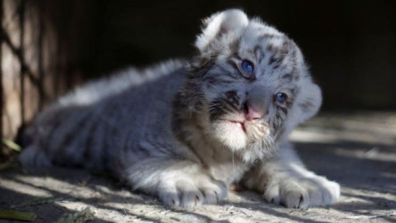 Bayi Harimau Putih Diduga Terpapar COVID-19, Meninggal di Pakistan