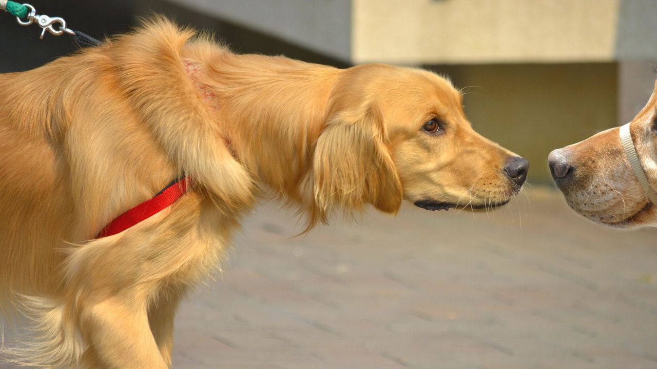 Chile Latih Anjing Pelacak Untuk Deteksi Keringat Orang yang Terinfeksi COVID-19
