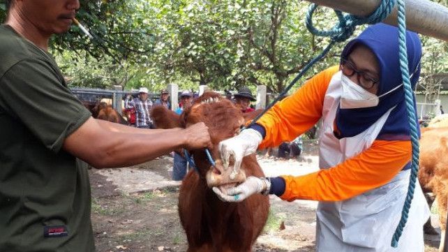 Imbau Masyarakat Tak Makan Jeroan Hewan Terpapar Penyakit Mulut dan Kuku, Dinkes Tangerang: Lebih Baik Dikubur