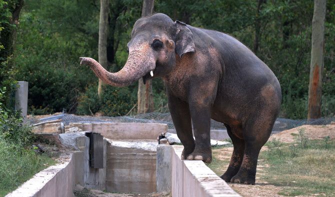 Detik-Detik Gajah Ngamuk, Seruduk Pawang hingga Tewas di Taman Safari Bali, Pilu Sekali