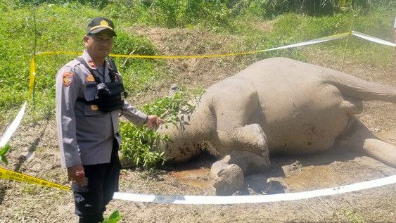 Makan Bahan Pupuk, Gajah Betina di Aceh Timur Ditemukan Mati