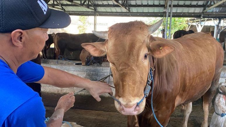 Daya Beli Hewan Kurban di Jakarta Tahun Ini Menurun, Ini Penyebabnya