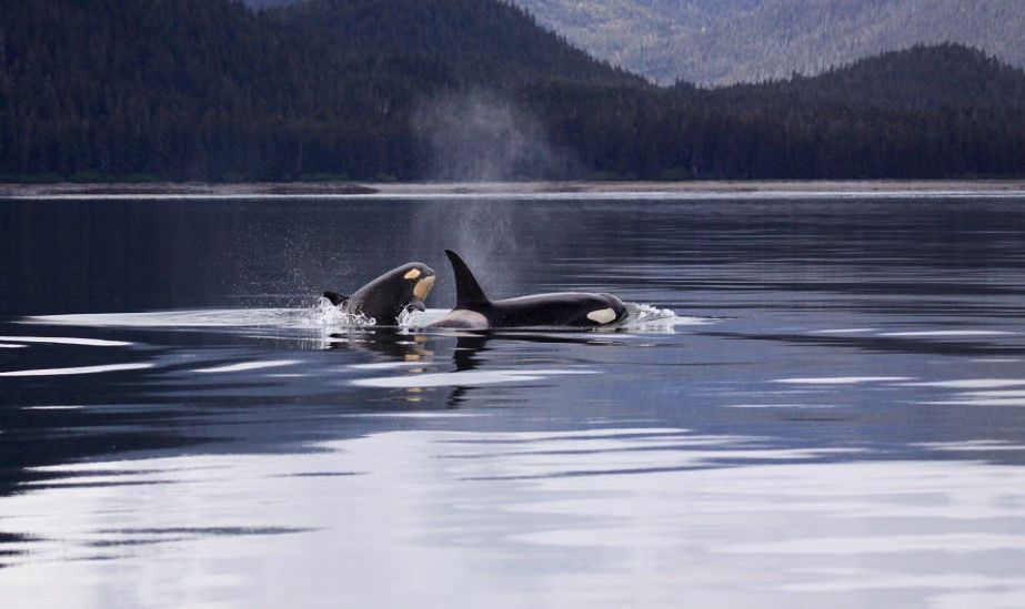 Berbagai Fakta Paus Orca, Lumba-Lumba Pemuncak Rantai Makanan