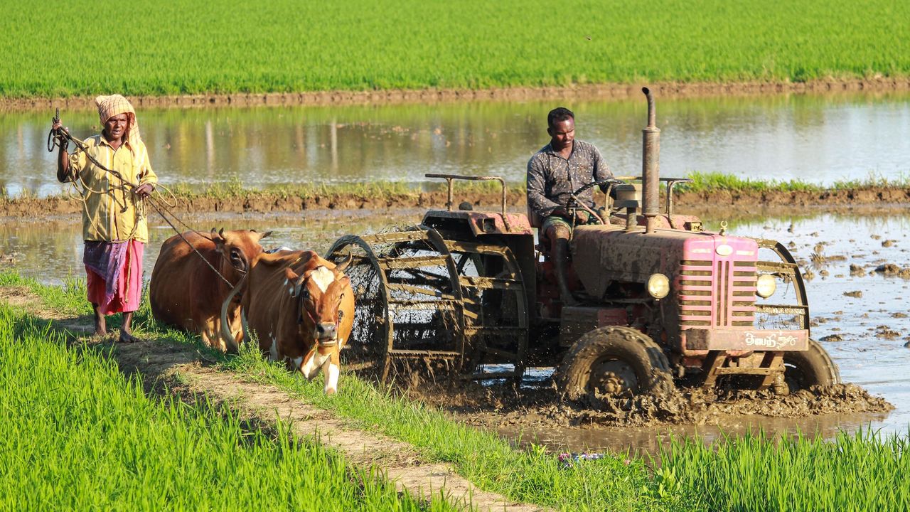Mengenal Contract Farming, Terobosan Usul Anies Baswedan untuk Ketahanan Pangan